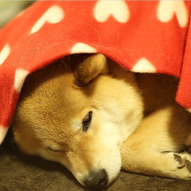 德文·布克登顶联盟得分王，太阳力压西部群雄，德文·布克集锦